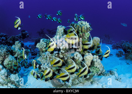 Red Sea Bannerfishes, Heniochus Intermedius, Marsa Alam, Rotes Meer, Ägypten Stockfoto