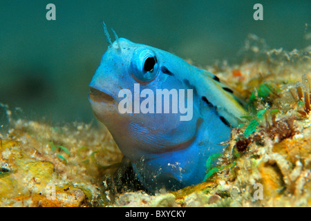 Rotes Meer imitieren Blenny, Ecsenius Gravieri, Marsa Alam, Rotes Meer, Ägypten Stockfoto