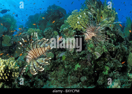 Paar Feuerfische am Riff, Pterois Miles, Marsa Alam, Rotes Meer, Ägypten Stockfoto