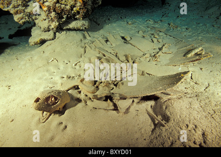 Skelettreste von Schildkröten in Turtle Tomb, Sipadan, Borneo, Malaysia Stockfoto