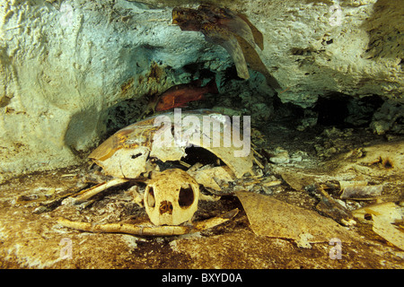 Skelettreste von Schildkröten in Turtle Tomb, Sipadan, Borneo, Malaysia Stockfoto