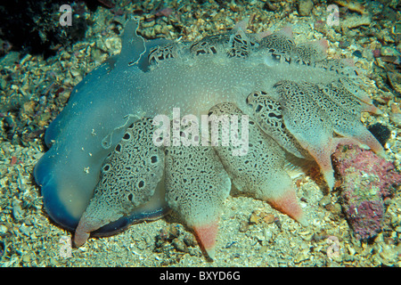 Fimbriae Schnecke, Tethys Fimbrien, Cres, Adria, Kroatien Stockfoto