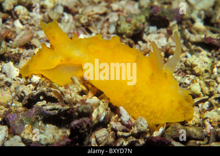 Gelbe Nacktschnecken, Phyllidia SP., Vis, Dalmatien, Adria, Kroatien Stockfoto