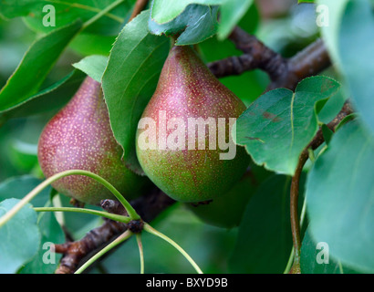 Zwei Birnen auf einem Ast. Stockfoto