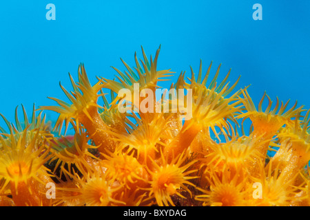 Polypen des Clusters Anemonen Parazoanthus Axinellae, Vis, Dalmatien, Adria, Kroatien Stockfoto