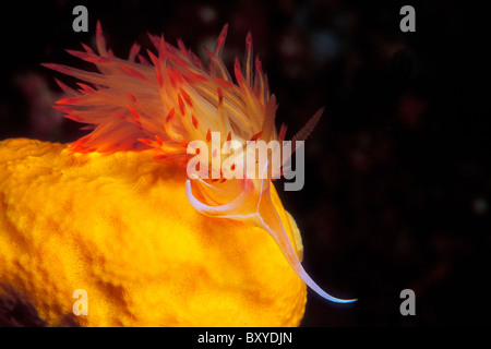 Orange Aeolid Nacktschnecken, Godiva Banyulensis, Vis, Dalmatien, Adria, Kroatien Stockfoto