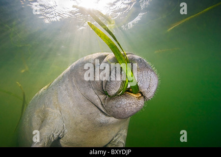 Manatee ernähren sich von Seegras, Trichechus Manatus Latirostris, Crystal River, Florida, USA Stockfoto