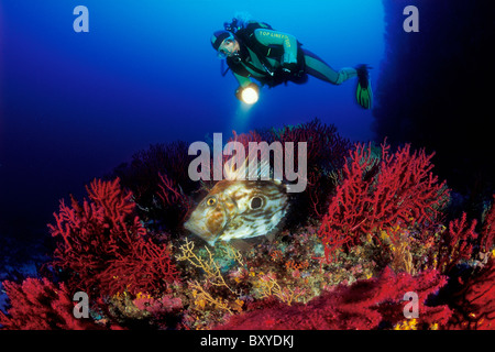 Taucher und John Dory, Zeus Faber, Svetac, Dalmatien, Adria, Kroatien Stockfoto