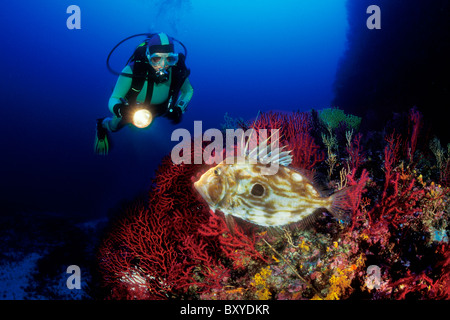 Taucher und John Dory, Zeus Faber, Svetac, Dalmatien, Adria, Kroatien Stockfoto