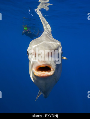 Mondfisch, Mola Mola, San Diego, Kalifornien, USA Stockfoto