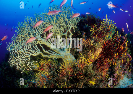 Korallenriff mit Mittelmeer Fee Basslet, Anthias Anthias, Susac, Dalmatien, Adria, Kroatien Stockfoto