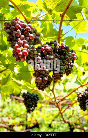 Trauben am Weinstock Stockfoto