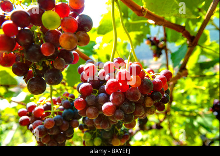 Trauben am Weinstock Stockfoto