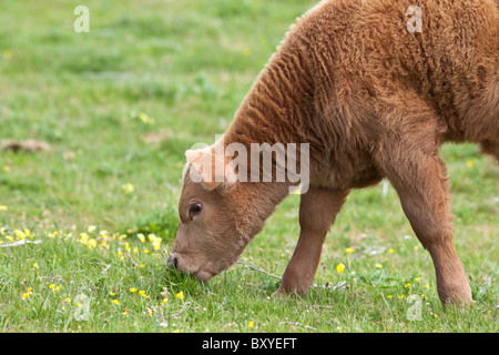 Junge braune Kalb Beweidung in Butterblume Wiese, County Clare, westlich von Irland Stockfoto