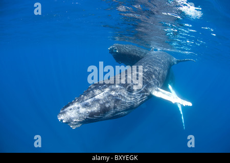 Buckelwal, Mutter und Kalb, Impressionen Novaeangliae, Karibik, Dominikanische Republik Stockfoto