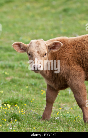 Junge braune Kalb Butterblume Wiese, County Clare, westlich von Irland Stockfoto