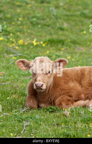 Junge braune Kalb Butterblume Wiese, County Clare, westlich von Irland Stockfoto