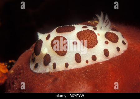 Leopard Nacktschnecken Fütterung auf Schwamm, Peltodoris Atromaculata, Korcula, Dalmatien, Adria, Kroatien Stockfoto