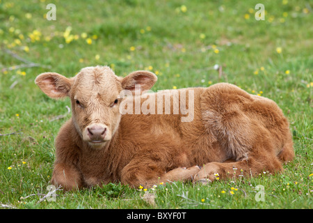 Junge braune Kalb Butterblume Wiese, County Clare, westlich von Irland Stockfoto