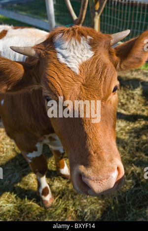 Guernsey-Kuh-close-up, Florida, USA Stockfoto