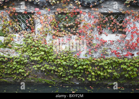 Blatt bedeckt Wand in Humble Administrator Garten (UNESCO Weltkulturerbe), Suzhou, Jiangsu, China Stockfoto