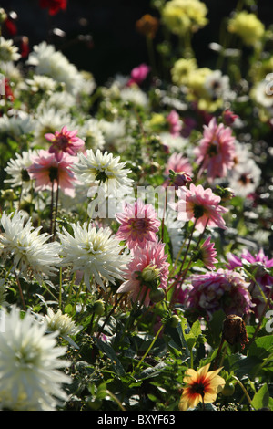 Arley Hall & Gärten, England. Frühen herbstlichen Blick auf rosa und weiße Dahlien in voller Blüte im Arley Hall krautige Grenze. Stockfoto