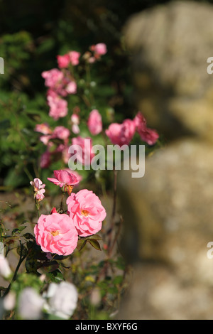 Arley Hall & Gärten, England. Frühen herbstlichen Blick auf das Rosenbeet in voller Blüte im Arley Hall Fahne Garden. Stockfoto