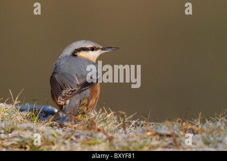 Europäische Kleiber (Sitta Europaea) Erwachsenen gehockt frostigen Steinmauer, Bosherston, Wales, UK Stockfoto