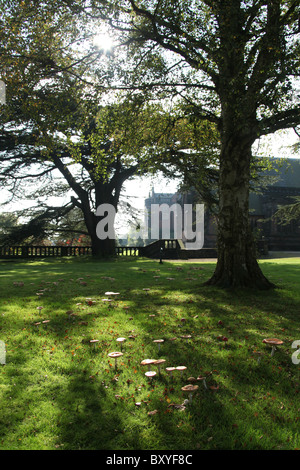 Arley Hall & Gärten, England. Herbstliche Ansicht von Pilzen mit Arley Hall im Hintergrund. Stockfoto