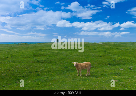 Junge braune Kalb Butterblume Wiese, County Clare, westlich von Irland Stockfoto