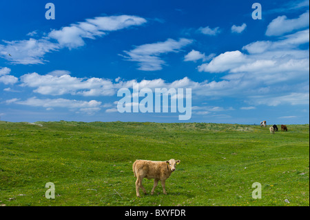 Junge braune Kalb Butterblume Wiese, County Clare, westlich von Irland Stockfoto