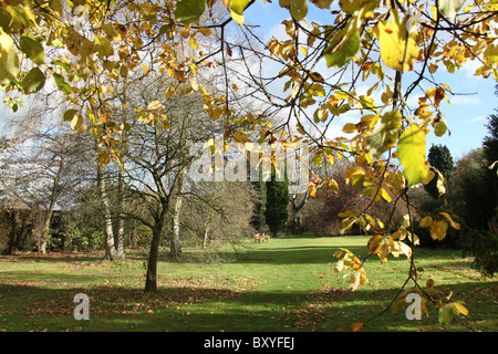 Arley Hall & Gärten, England. Herbstliche Ansicht von Waldgärten Arley Hall. Stockfoto