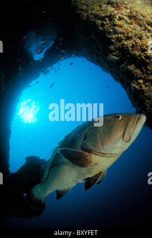 Altrosa Zackenbarsch Epinephelus Marginatus, Medes-Inseln, Costa Brava, Spanien Stockfoto