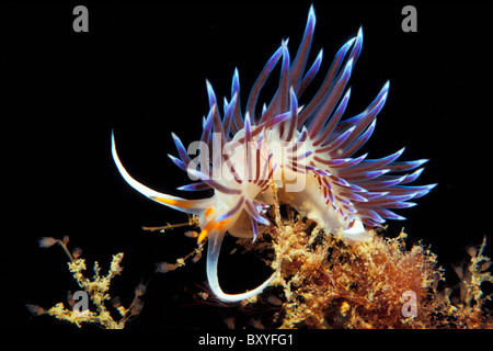 Blau-weiß-rote Nacktschnecke ernähren sich von Eudendrium, Cratena Peregrina, Medes-Inseln, Costa Brava, Spanien Stockfoto