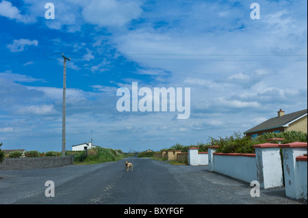 Tan Terrier Hund bewacht seine Heimat in der Grafschaft Clare, westlich von Irland Stockfoto