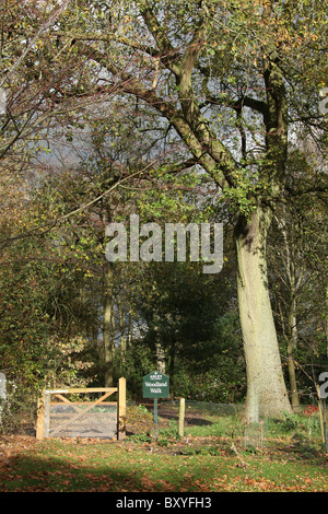 Arley Hall & Gärten, England. Herbstliche Ansicht von Waldgärten Arley Hall. Stockfoto