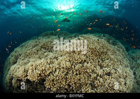 Gesundes Riff von verzweigten Korallen Acropora SP., Marsa Alam, Rotes Meer, Ägypten Stockfoto