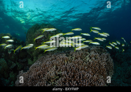Yellowfin Goatfish über Coral Reef, Mulloidichthys guentheri, Marsa Alam, Rotes Meer, Ägypten Stockfoto