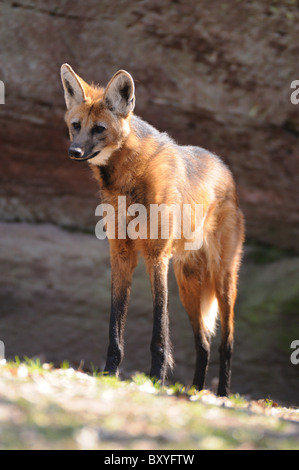Mähnenwolf Stockfoto