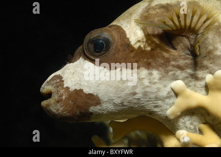 Maskiert Kugelfisch, Arothron Diadematus, Marsa Alam, Rotes Meer, Ägypten Stockfoto