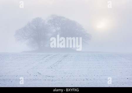 Hunton Klumpen, in der Nähe von Catterick, gesehen an einem nebeligen Wintertag. Stockfoto
