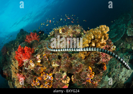Banded Yellowlip Meer Giftschlange, Laticauda Colubrina, Triton Bay, West Papua, Indonesien Stockfoto