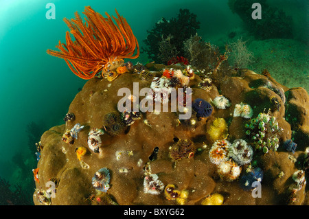 Crinoid auf Pore Coral, Comanthina Schegeli, Porites Lobata, Triton Bay, West Papua, Indonesien Stockfoto