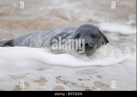 gemeinsame Siegel, Norfolk, england Stockfoto