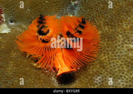 Weihnachtsbaum Wurm, Spirobranchus Giganteus, Triton Bay, West Papua, Indonesien Stockfoto