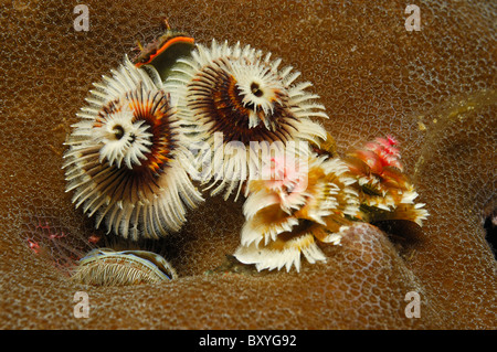 Weihnachtsbaum Wurm, Spirobranchus Giganteus, Triton Bay, West Papua, Indonesien Stockfoto