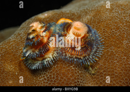 Weihnachtsbaum Wurm, Spirobranchus Giganteus, Triton Bay, West Papua, Indonesien Stockfoto