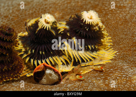 Weihnachtsbaum Wurm, Spirobranchus Giganteus, Triton Bay, West Papua, Indonesien Stockfoto