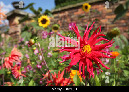 Nachlass von Tatton Park, England. Bunte Sommer Blick auf rote Dahlien in voller Blüte im Gemüsegarten Tatton Park. Stockfoto