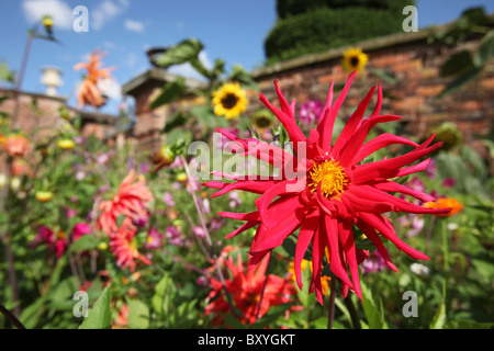 Nachlass von Tatton Park, England. Bunte Sommer Blick auf rote Dahlien in voller Blüte im Gemüsegarten Tatton Park. Stockfoto